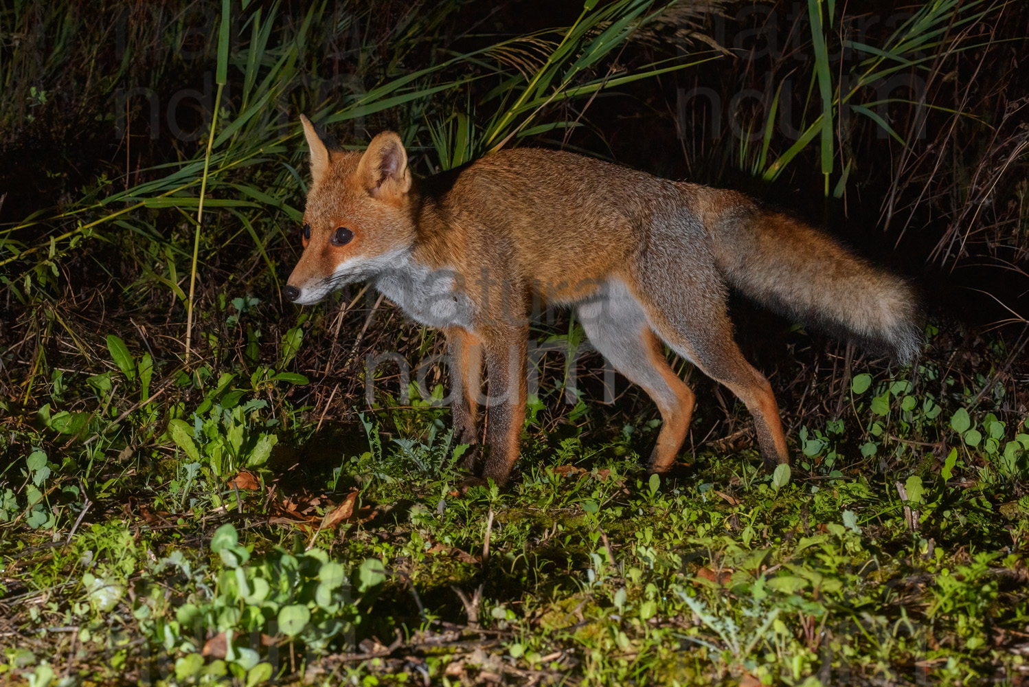 Foto di Volpe (Vulpes vulpes)