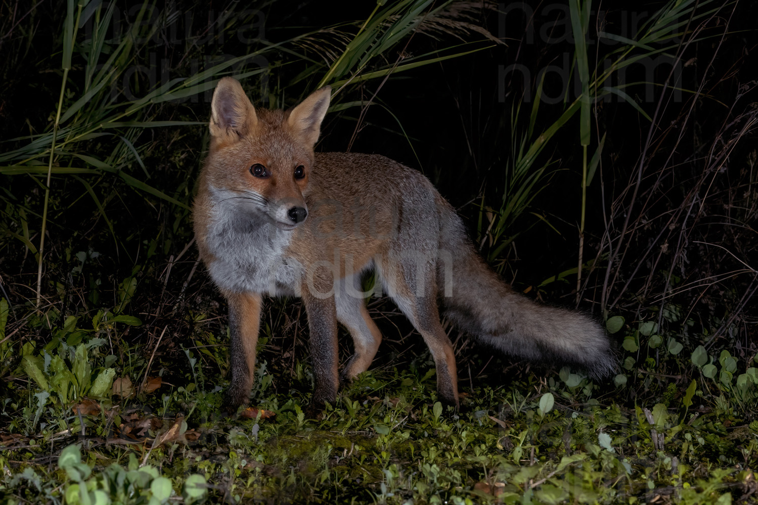 Photos of Red fox (Vulpes vulpes)