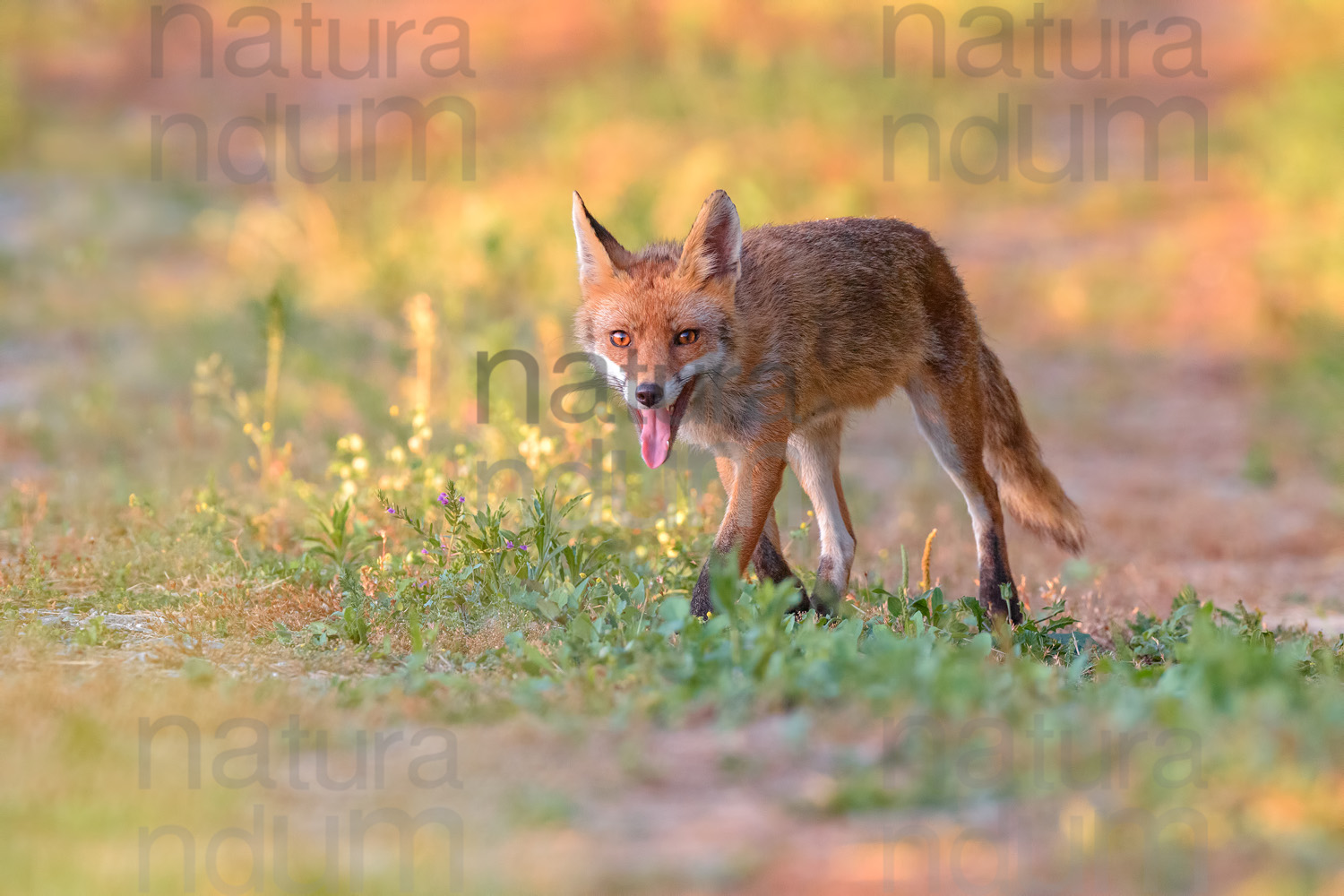 Photos of Red fox (Vulpes vulpes)