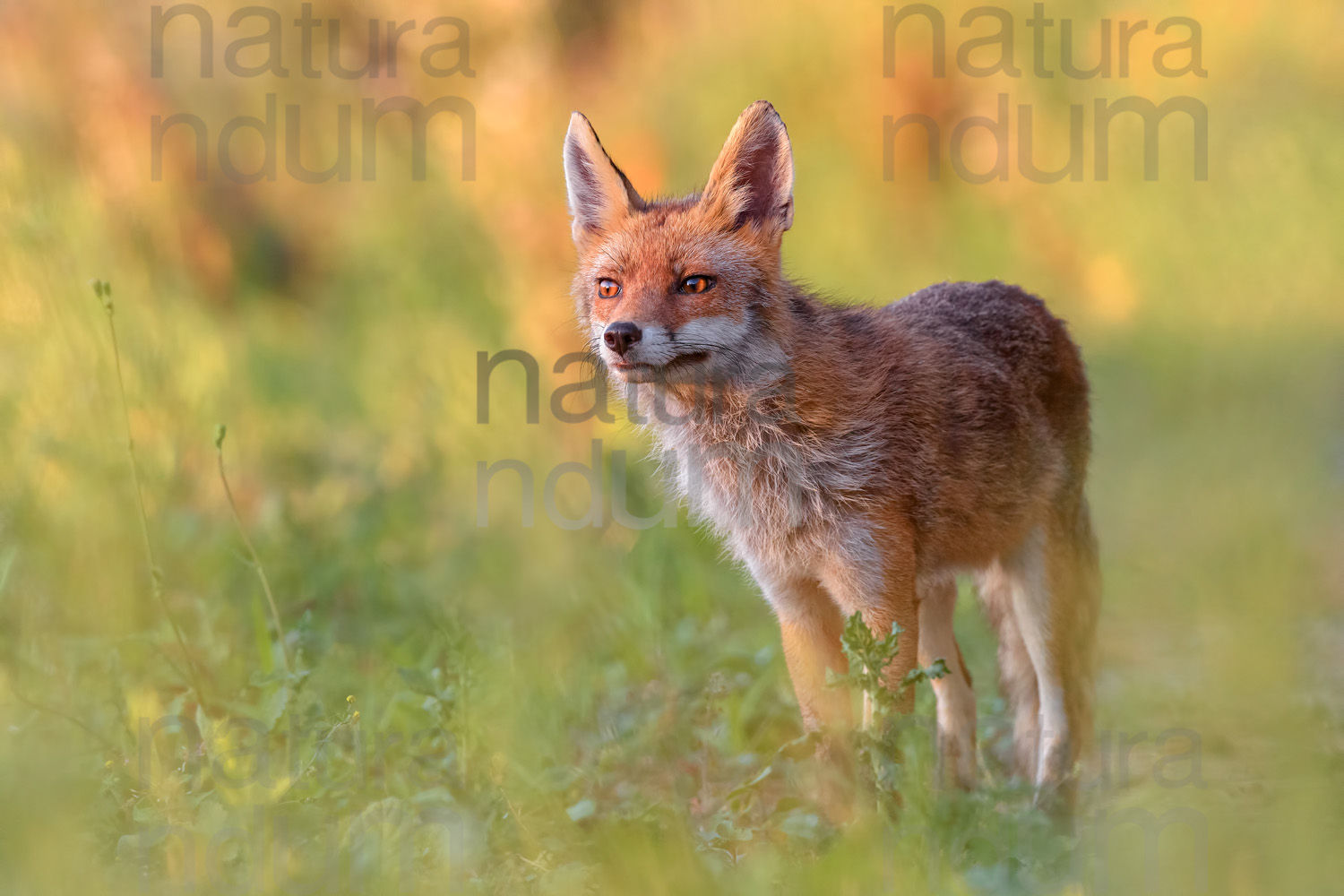 Photos of Red fox (Vulpes vulpes)