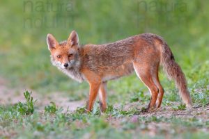 Foto di Volpe (Vulpes vulpes)