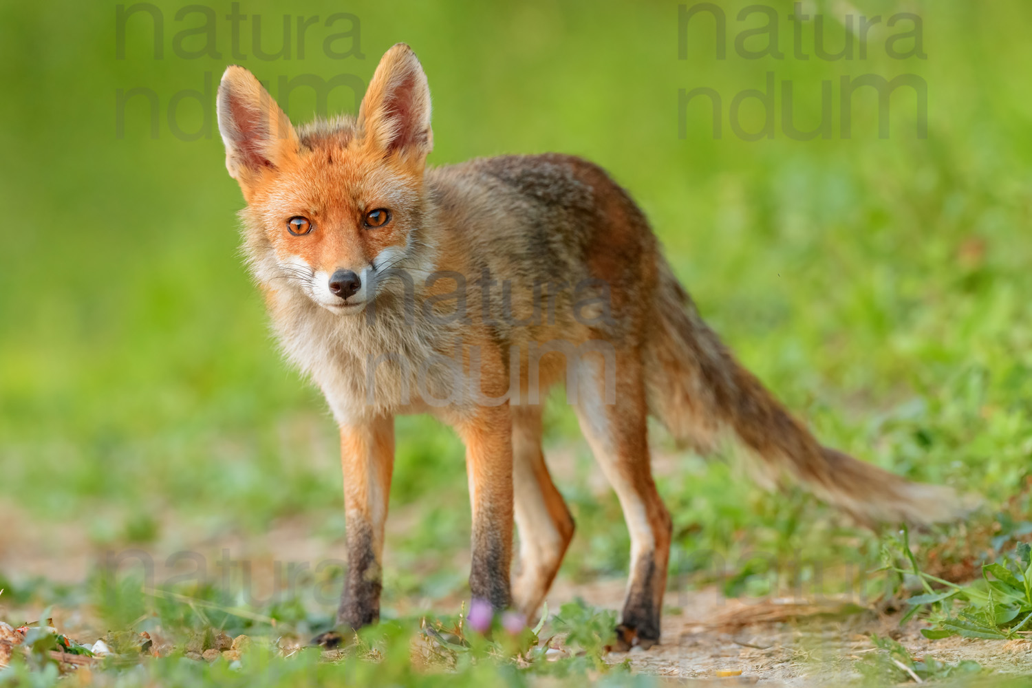 Photos of Red fox (Vulpes vulpes)