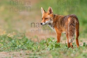 Photos of Red fox (Vulpes vulpes)