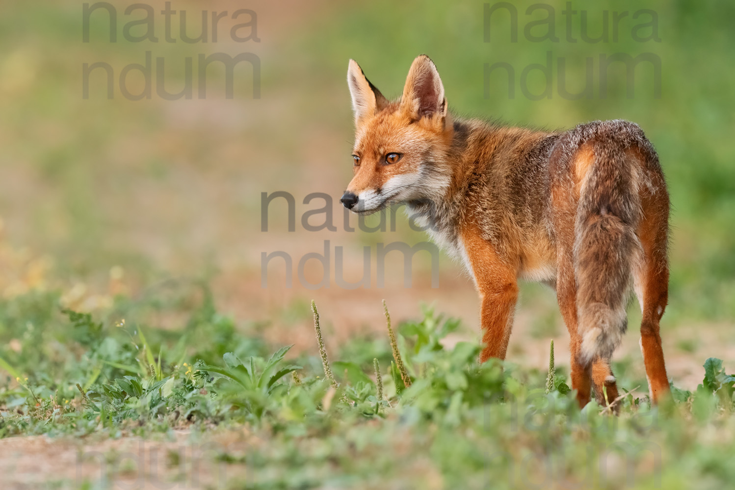 Foto di Volpe (Vulpes vulpes)