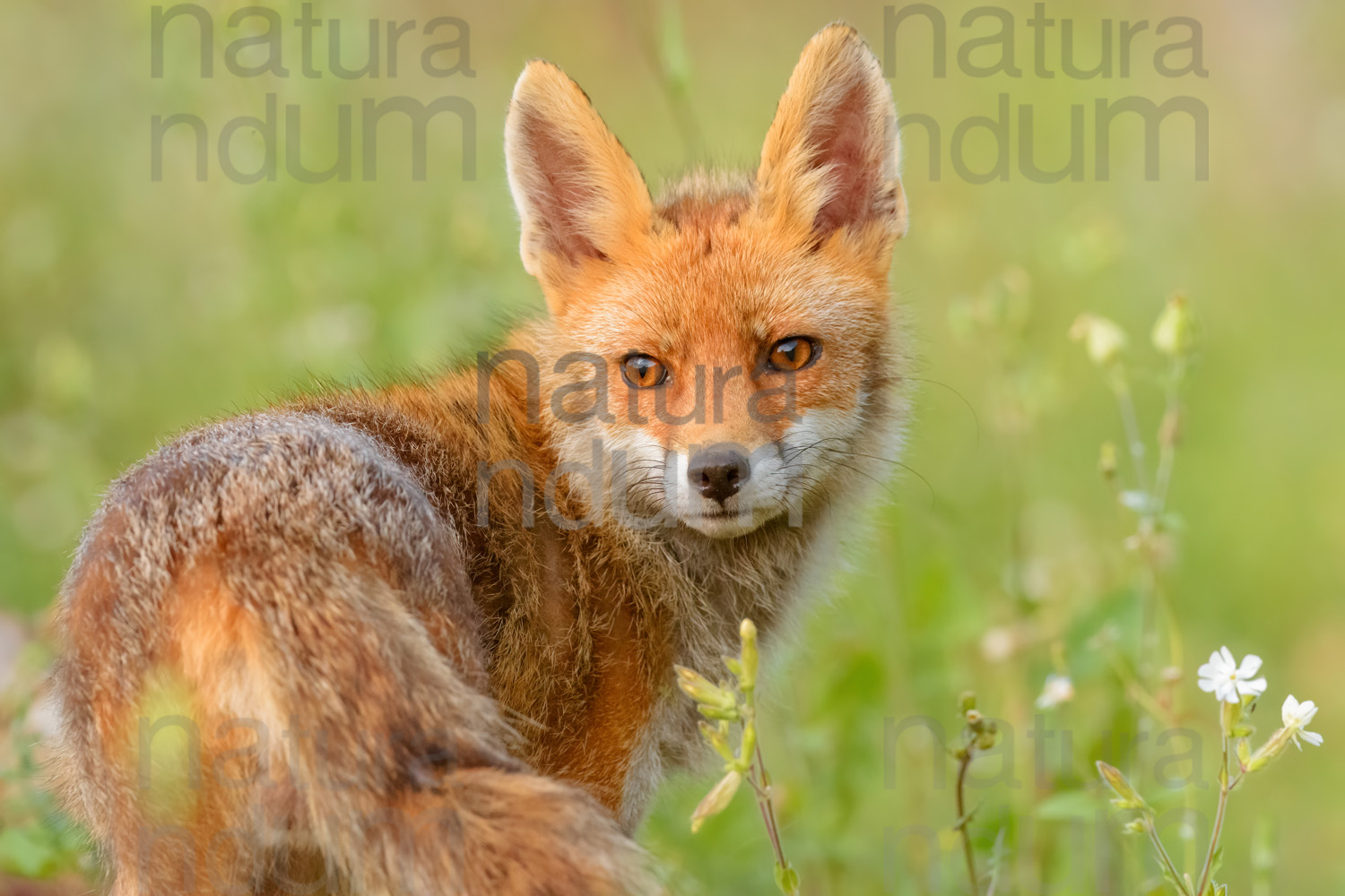 Photos of Red fox (Vulpes vulpes)