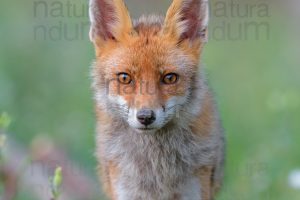 Foto di Volpe (Vulpes vulpes)