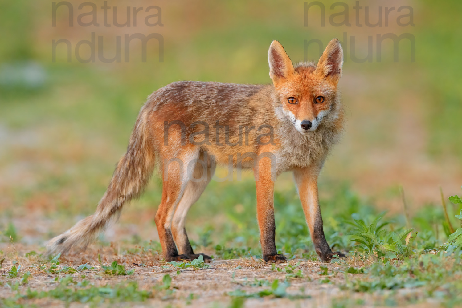 Photos of Red fox (Vulpes vulpes)