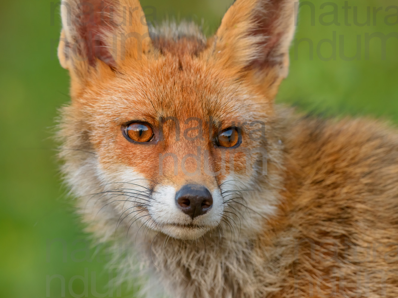 Photos of Red fox (Vulpes vulpes)