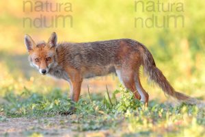 Foto di Volpe (Vulpes vulpes)