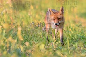 Foto di Volpe (Vulpes vulpes)