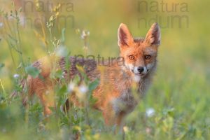 Foto di Volpe (Vulpes vulpes)