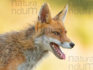 Foto di Volpe (Vulpes vulpes)