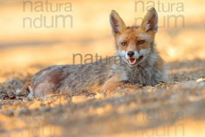 Photos of Red fox (Vulpes vulpes)