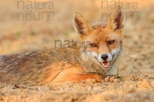 Photos of Red fox (Vulpes vulpes)