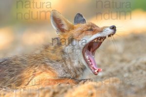 Photos of Red fox (Vulpes vulpes)