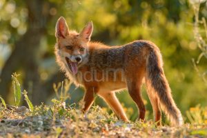 Photos of Red fox (Vulpes vulpes)