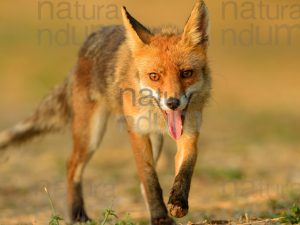 Photos of Red fox (Vulpes vulpes)