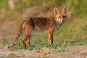 Foto di Volpe (Vulpes vulpes)