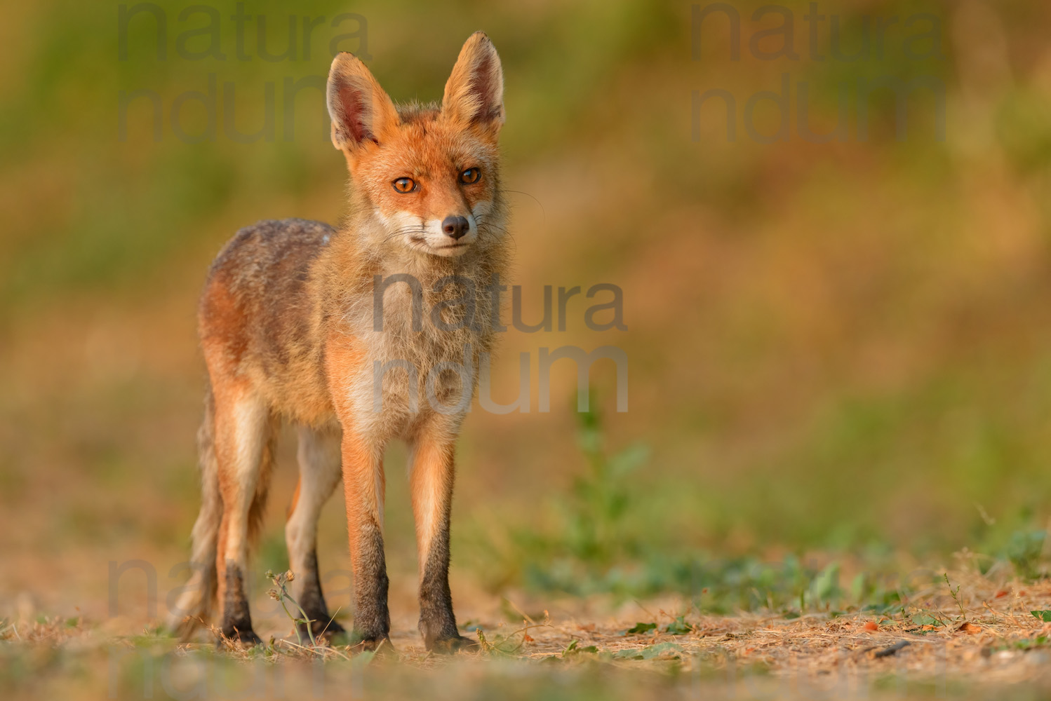 Foto di Volpe (Vulpes vulpes)