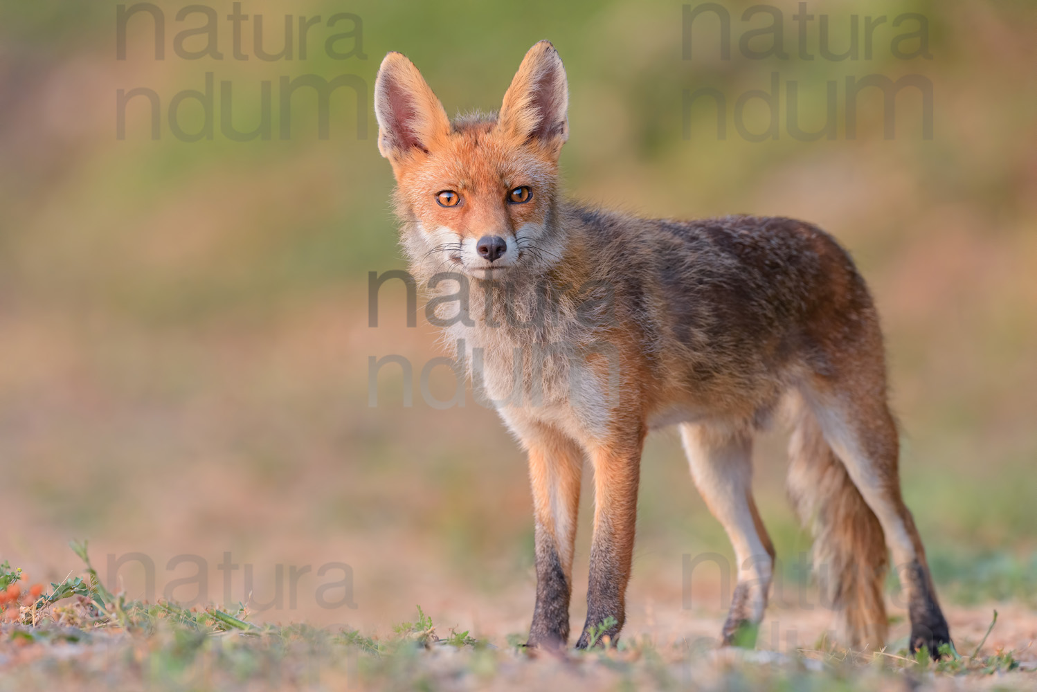 Photos of Red fox (Vulpes vulpes)