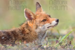 Foto di Volpe (Vulpes vulpes)