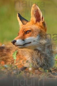 Photos of Red fox (Vulpes vulpes)