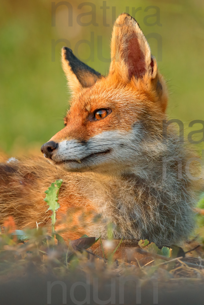 Photos of Red fox (Vulpes vulpes)