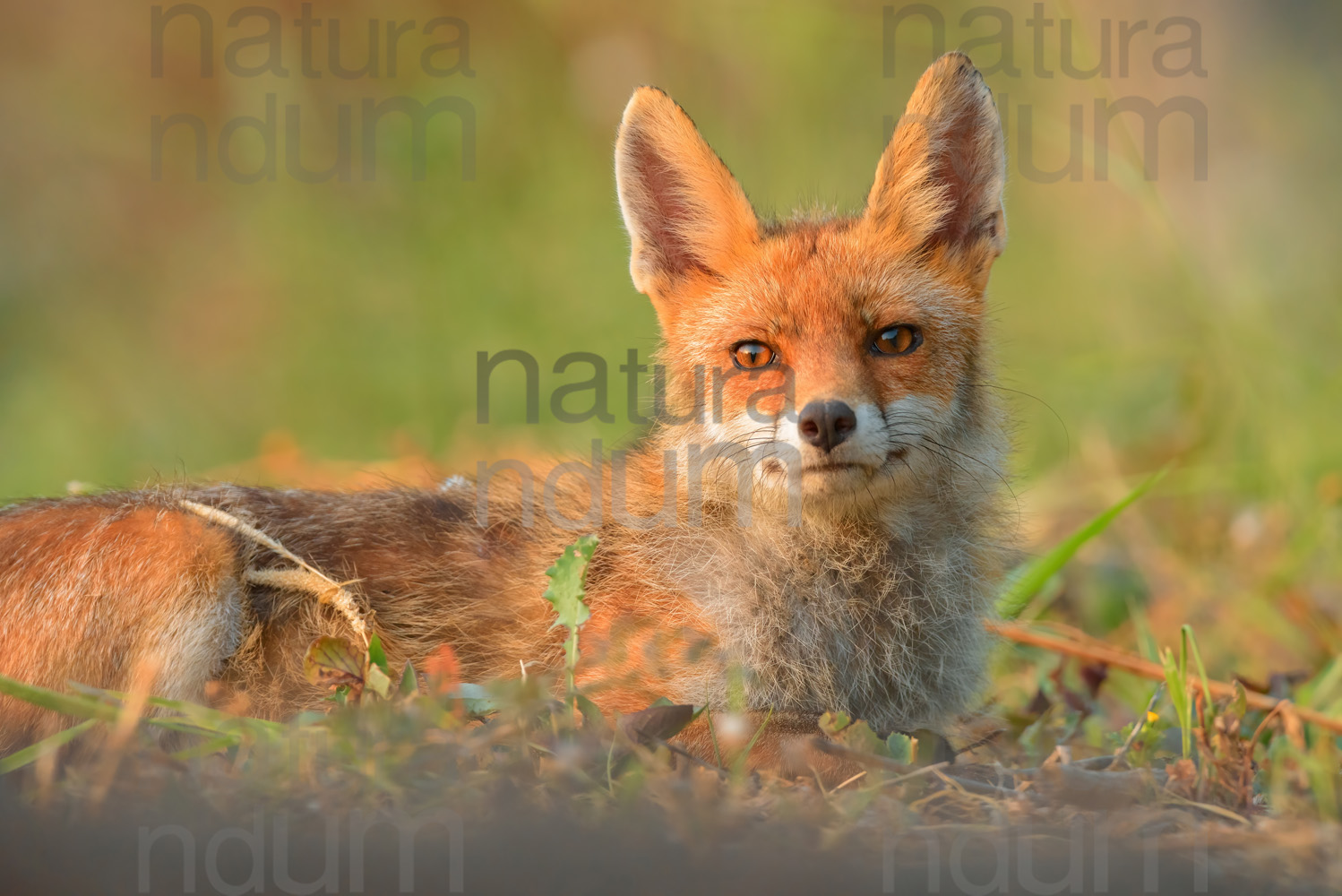 Photos of Red fox (Vulpes vulpes)