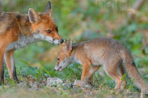 Foto di Volpe (Vulpes vulpes)