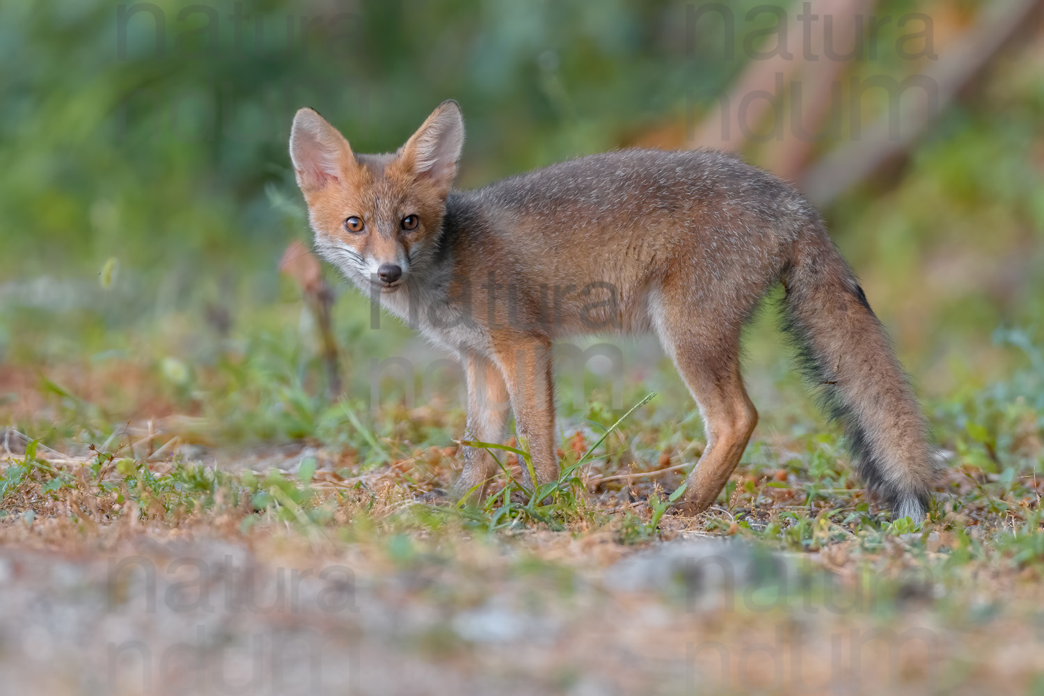 Photos of Red fox (Vulpes vulpes)