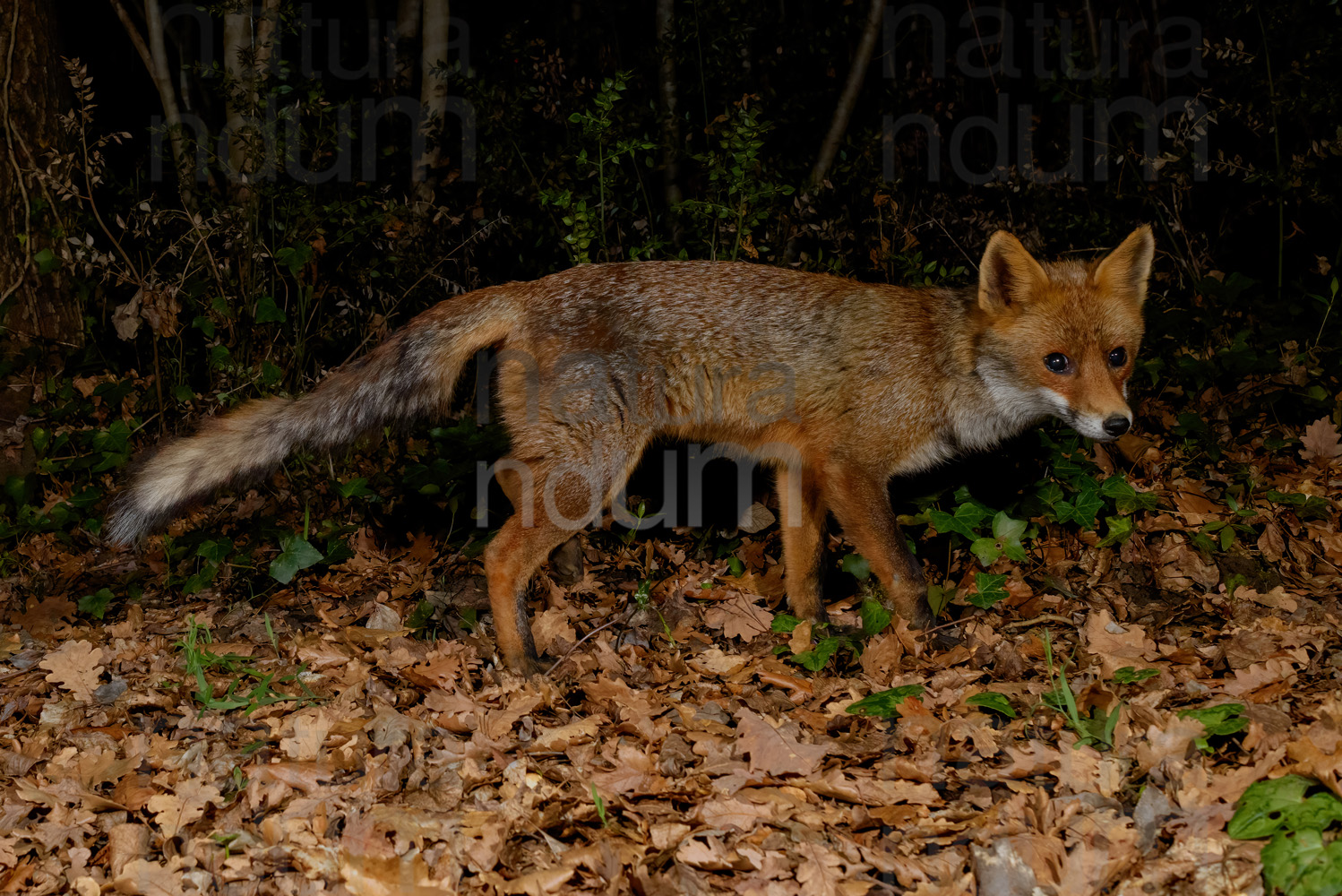 Foto di Volpe (vulpes vulpes)