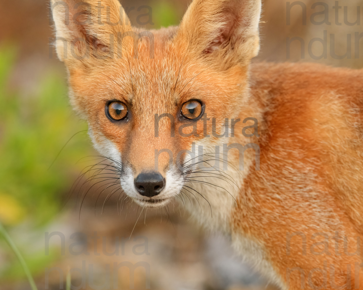 Photos of Red fox (Vulpes vulpes)