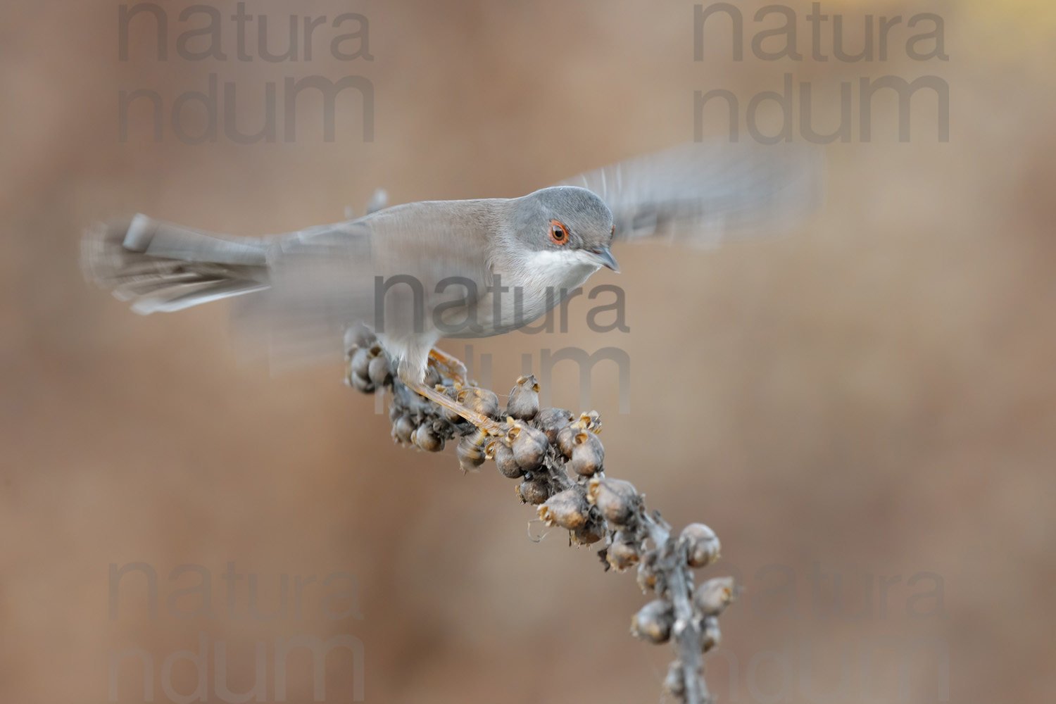 Foto di Occhiocotto (Sylvia melanocephala)