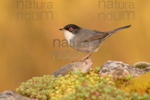 Photos of Sardinian Warbler (Sylvia melanocephala)