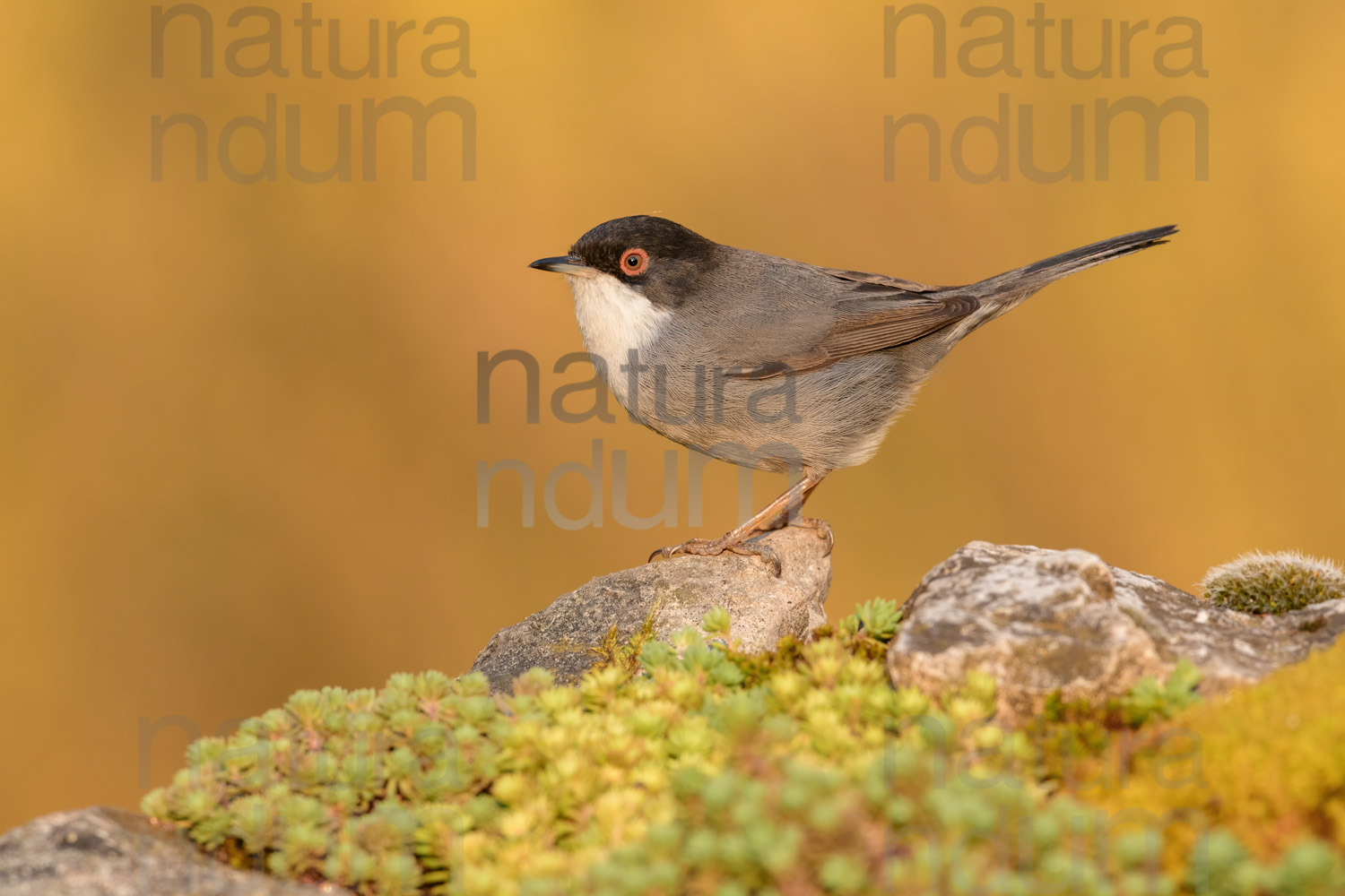 Foto di Occhiocotto (Sylvia melanocephala)