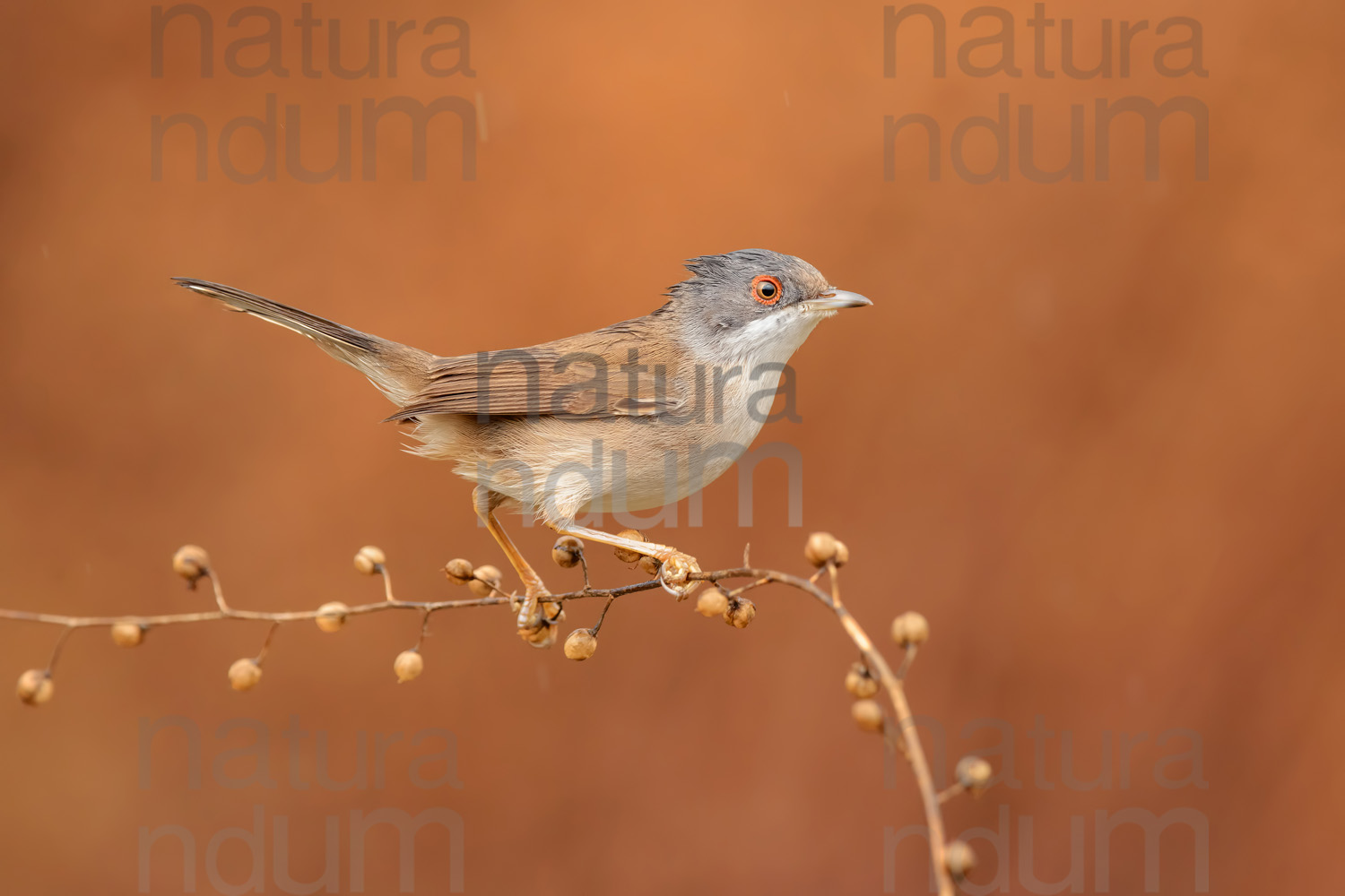 Photos of Sardinian Warbler (Sylvia melanocephala)