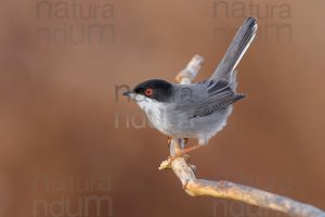 Foto di Occhiocotto (Sylvia melanocephala)