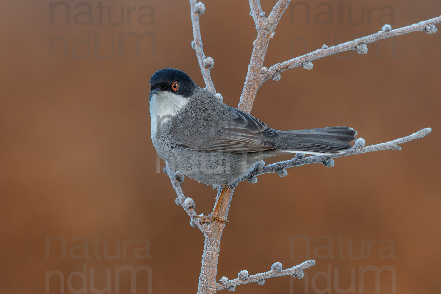 Foto di Occhiocotto (Sylvia melanocephala)