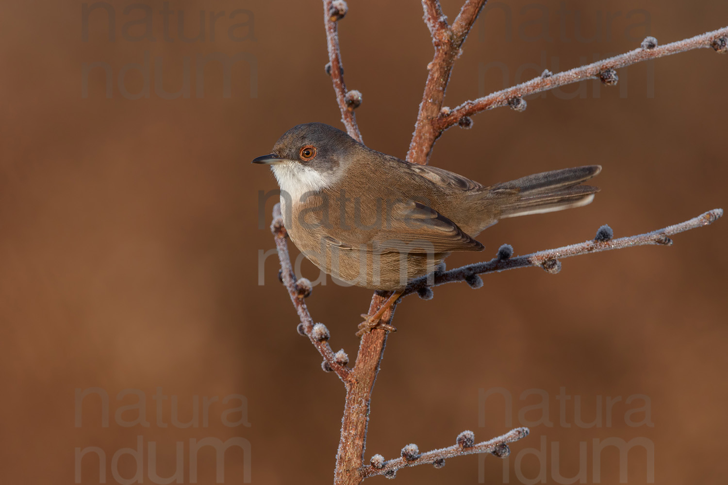 Foto di Occhiocotto (Sylvia melanocephala)