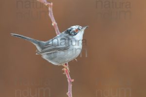 Foto di Occhiocotto (Sylvia melanocephala)