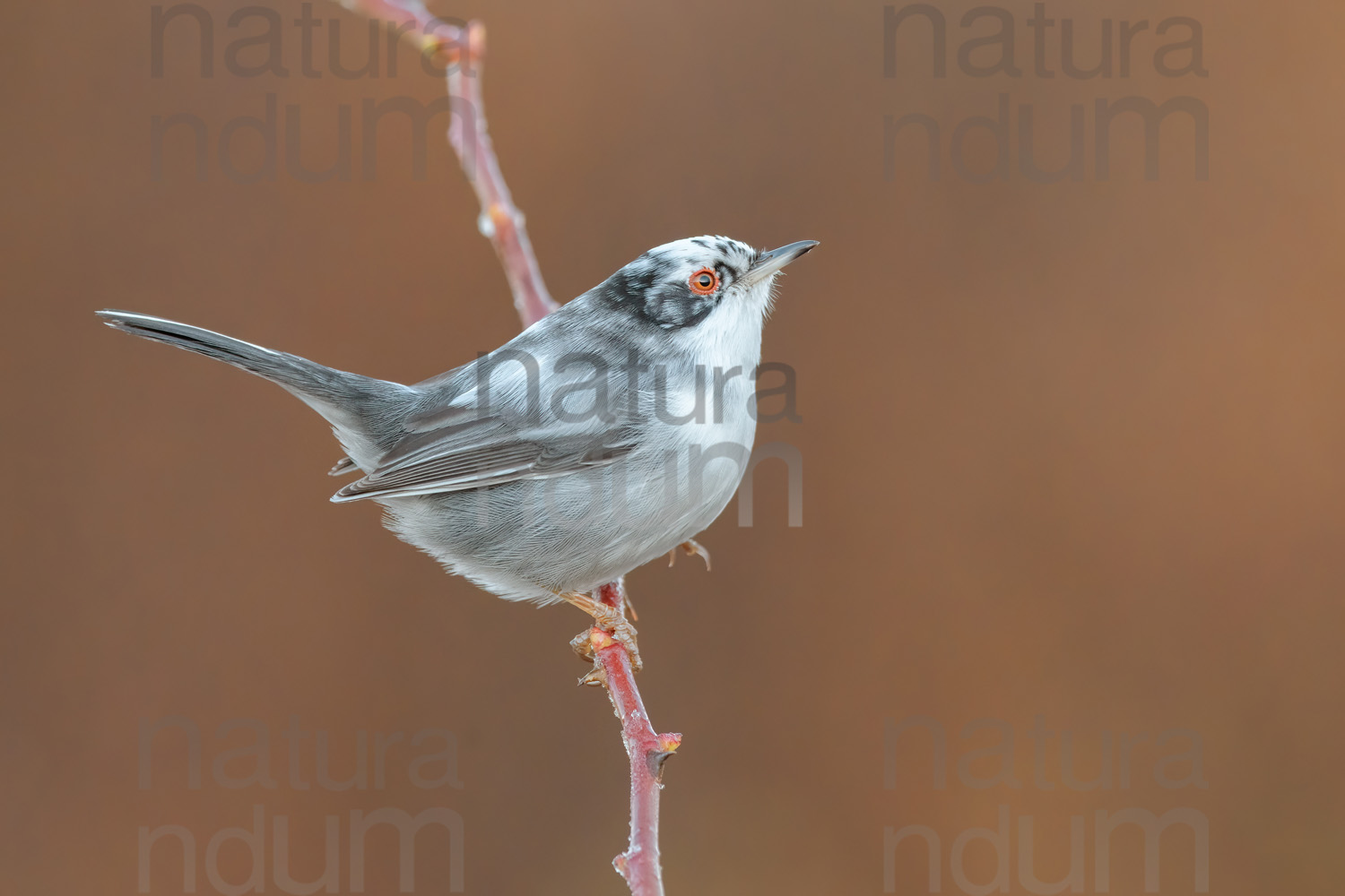 Photos of Sardinian Warbler (Sylvia melanocephala)