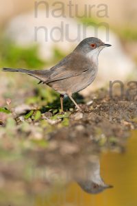 Foto di Occhiocotto (Sylvia melanocephala)