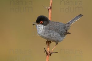 Foto di Occhiocotto (Sylvia melanocephala)