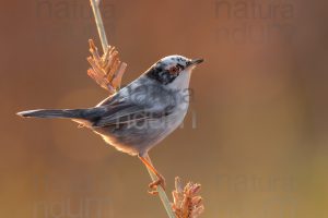 Foto di Occhiocotto (Sylvia melanocephala)