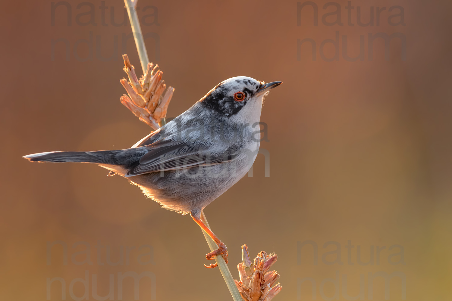 Photos of Sardinian Warbler (Sylvia melanocephala)