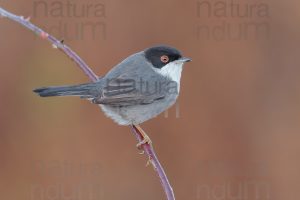 Photos of Sardinian Warbler (Sylvia melanocephala)