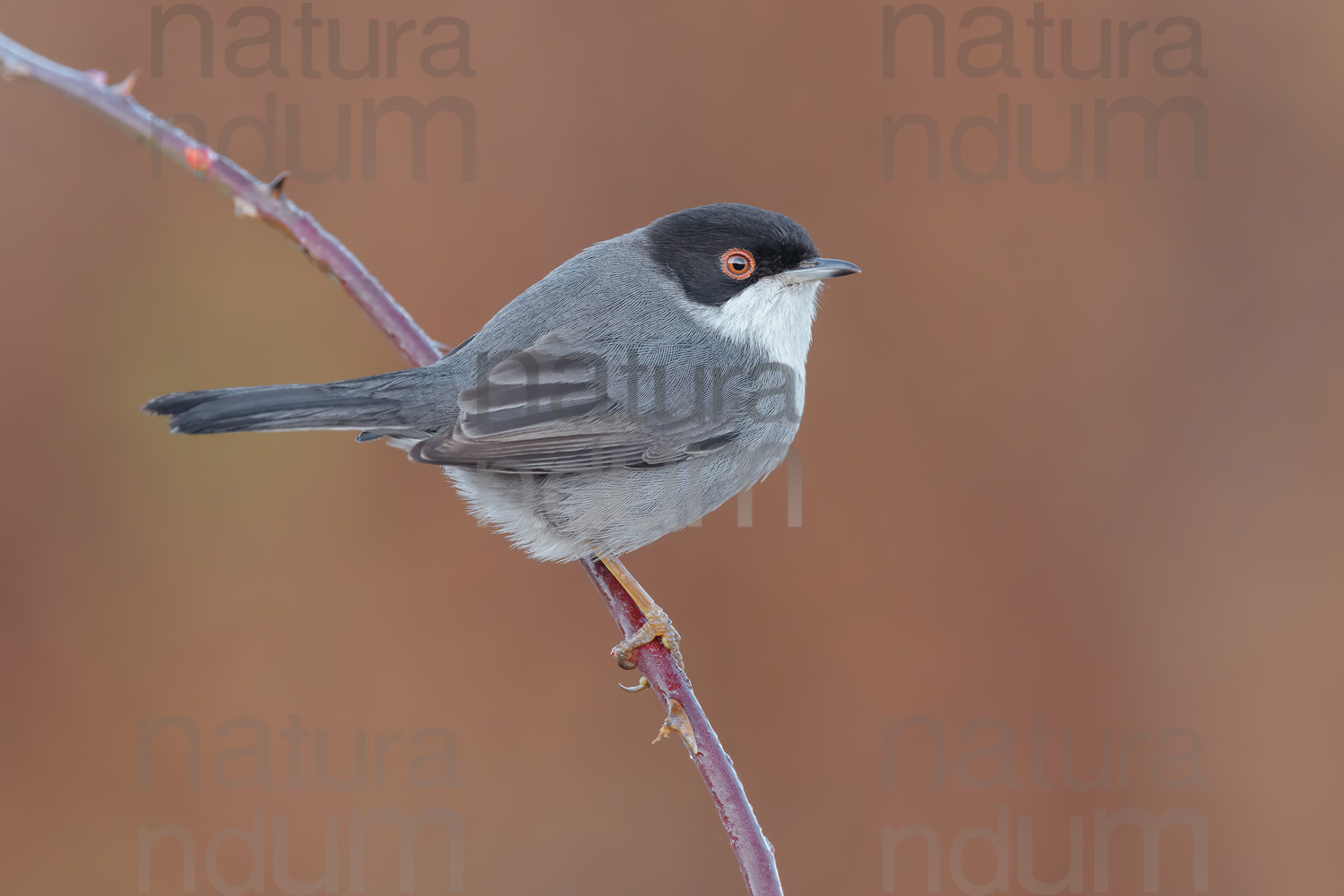 Foto di Occhiocotto (Sylvia melanocephala)