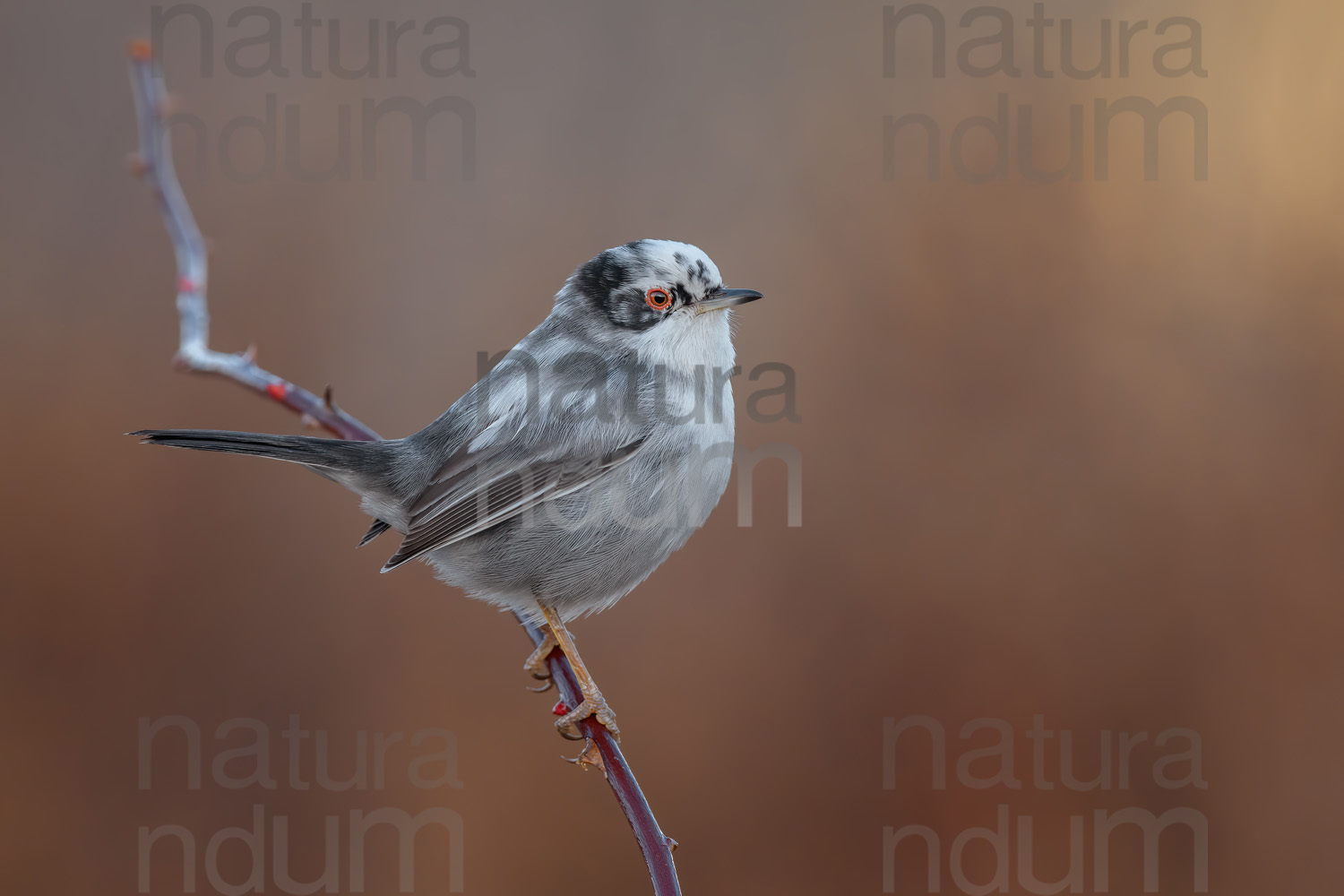 Photos of Sardinian Warbler (Sylvia melanocephala)