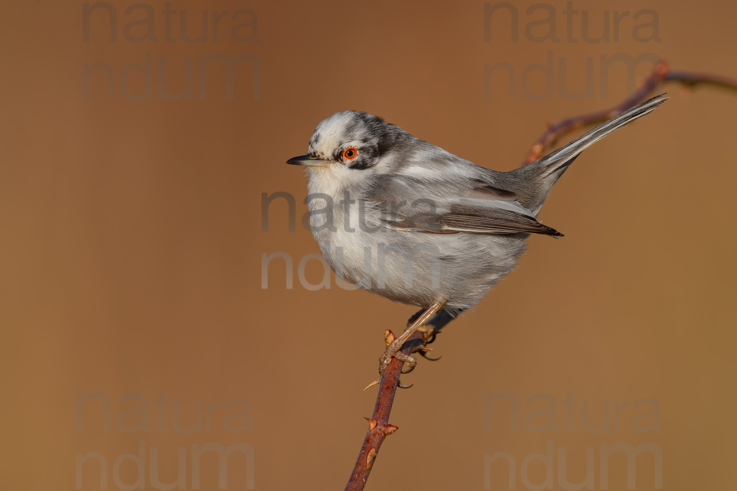 Photos of Sardinian Warbler (Sylvia melanocephala)