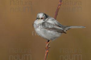 Photos of Sardinian Warbler (Sylvia melanocephala)